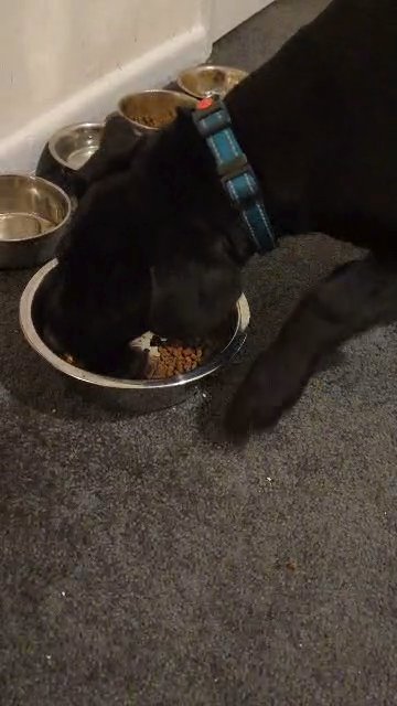 cane Corso x staffy puppy in Rochdale
