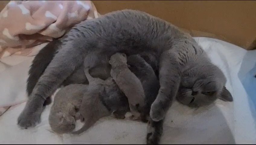 British Shorthair kitten in Newcastle upon Tyne