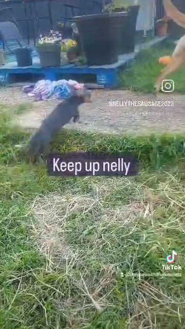 miniature dachshund in Colchester