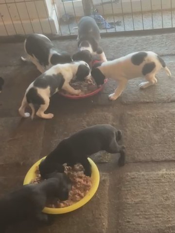 Cocker Spaniel Puppies in Kent