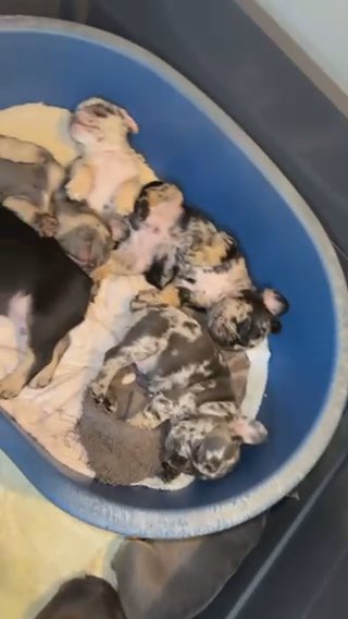 French Bulldogs in Norfolk