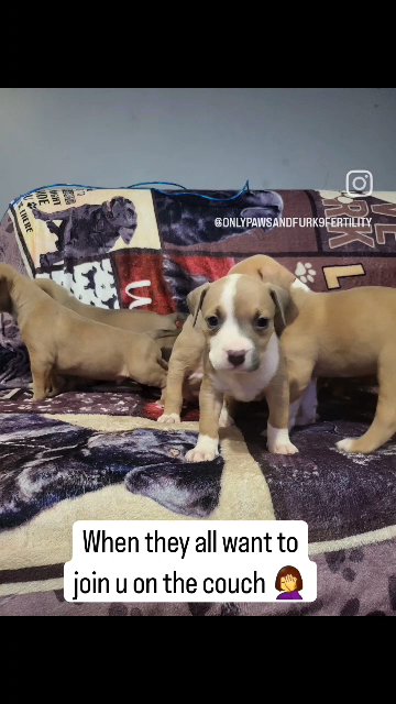 american bully pups 2 LEFT in Colchester