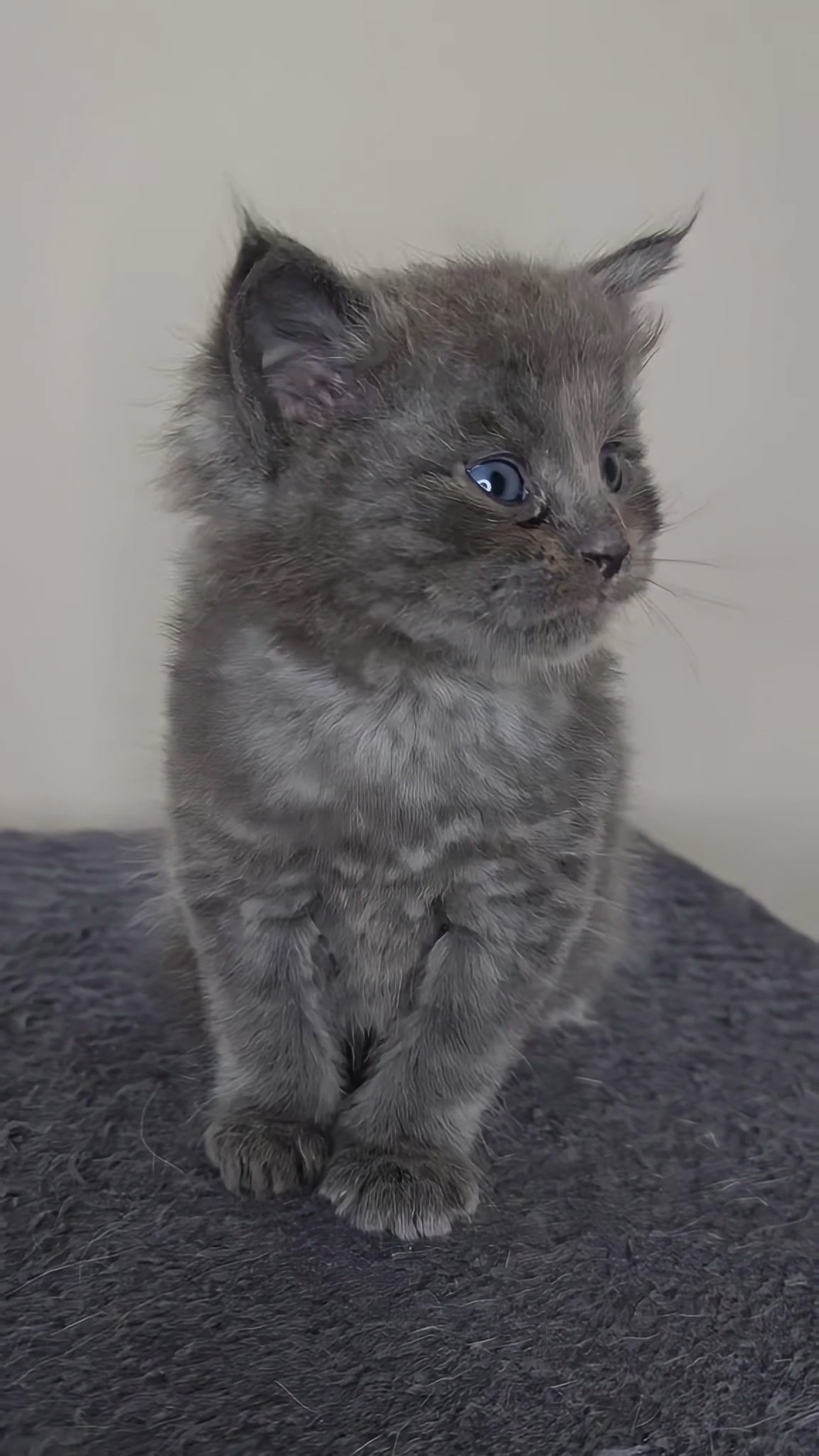 Maine Coon Angora in Glasgow