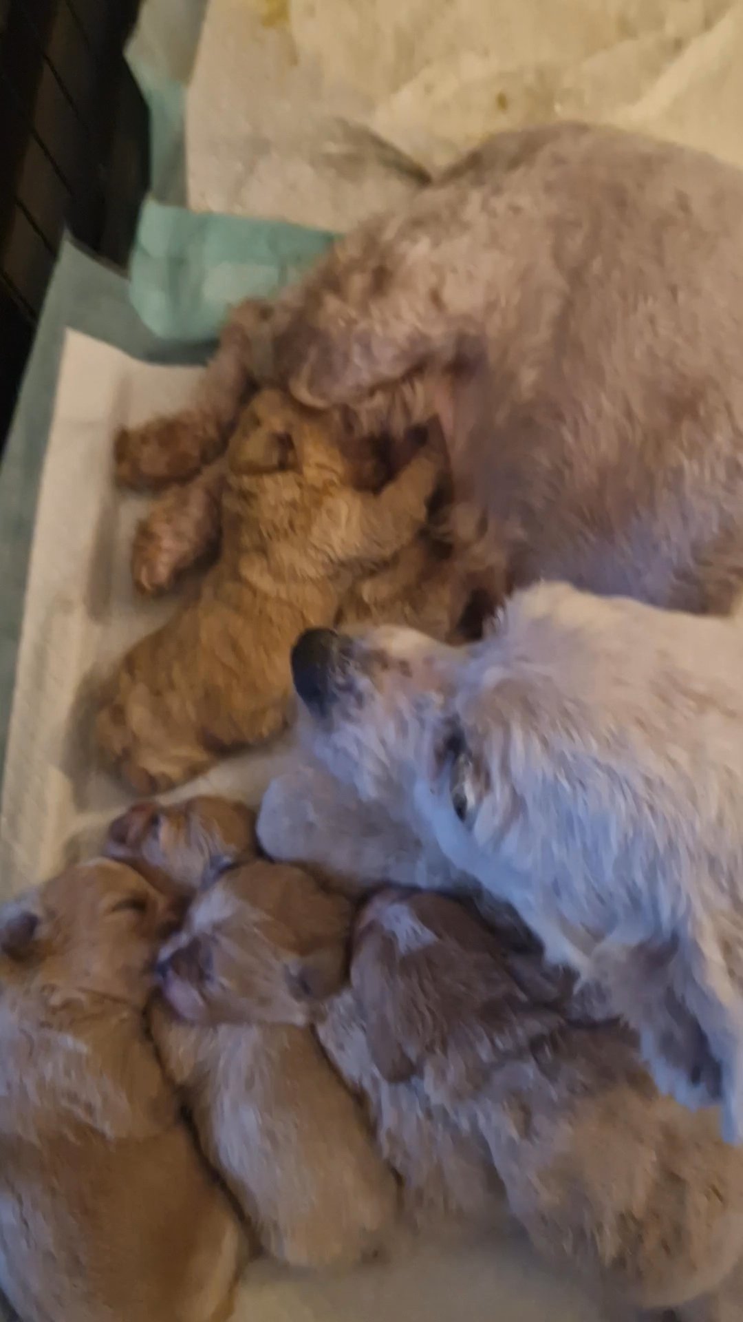 cavachon puppies in Manchester