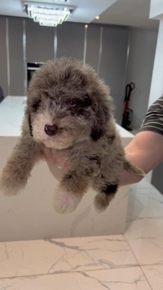 Last Girl - Reduced-Gorgeous Miniature Poodle Litter in Liverpool