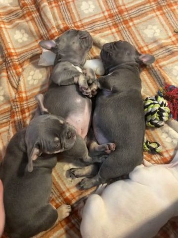 Platinum Female French Bulldog! in Warrington