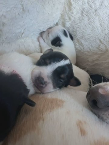 Jack Russel X Chihuahua Puppies in Staffordshire