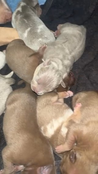 FEMALE POCKET BULLY in London