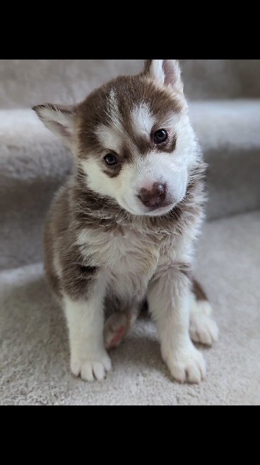 last female Ready Today Siberian husky puppies in Manchester