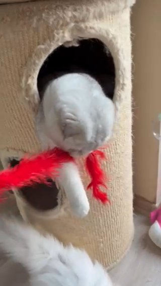Scottish Kittens in Brighton and Hove