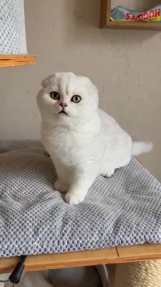 Scottish Kitten in Brighton and Hove