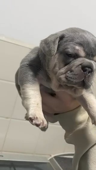 French Bulldog Puppy’s in Liverpool