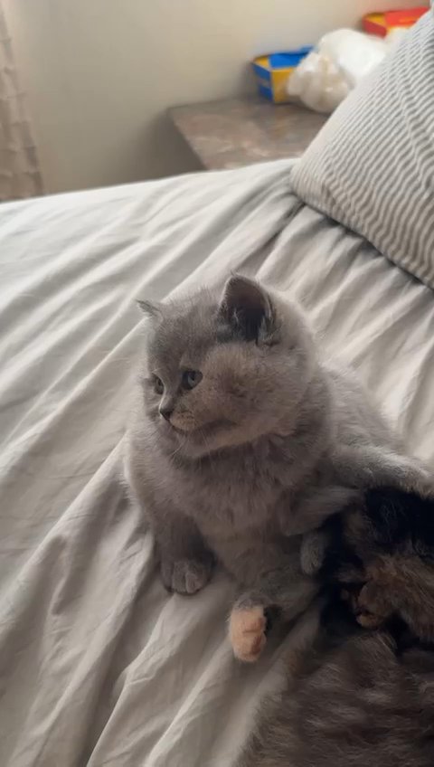 4 GORGEOUS BRITISH SHORTHAIR KITTENS (BSH)- READY TO LEAVE in Nottingham