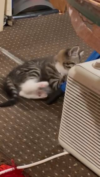 3 Little Girls Ready To New Home in London