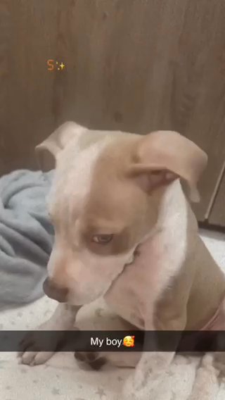 Bully Puppy in Dudley