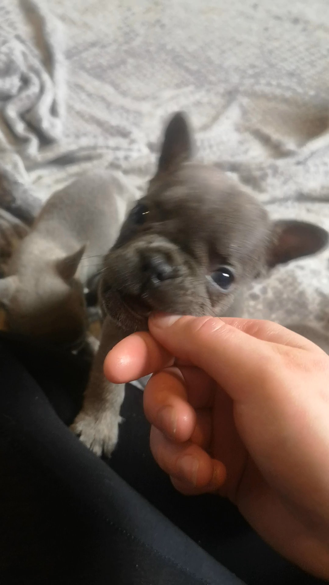 REDUCEDlast 2!Beautiful french bulldog puppies in Wakefield