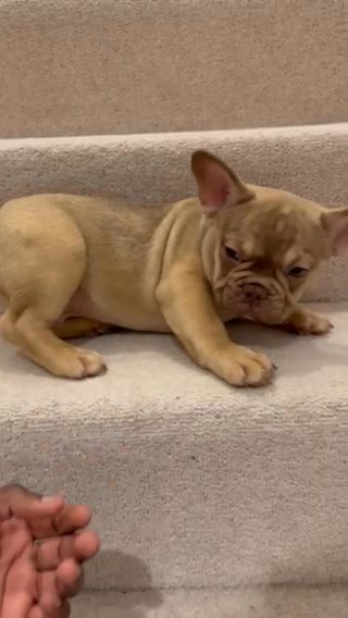 New Shade Fluffy Carrier Fawn French Bulldogs in Manchester