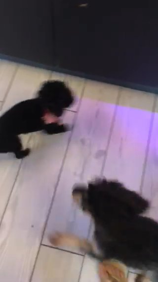 Adult Miniature Poodle Girl in Blackpool