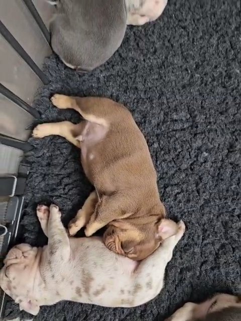 last boy Dark Choc and Tan carries cream and testable ♥️♥️♥️ in St. Helens