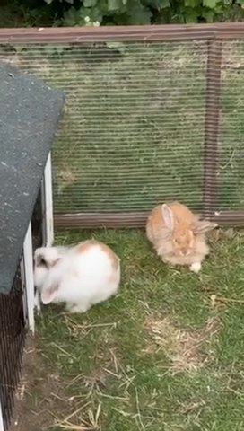 Two Lionhead Rabbits for sale in Peterborough