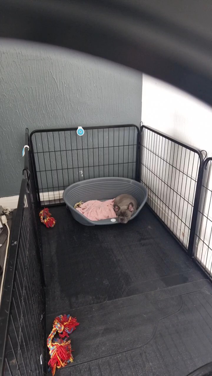 2 pups