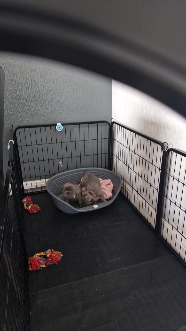 2 pups