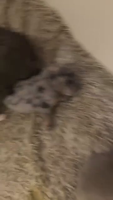 My Microbully Litter