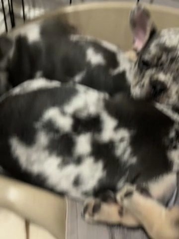 French Bulldog Puppies in Braintree