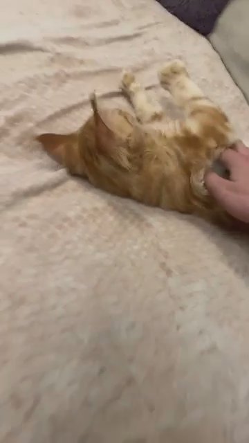 Blaze GCCF Kitten Maine Coon