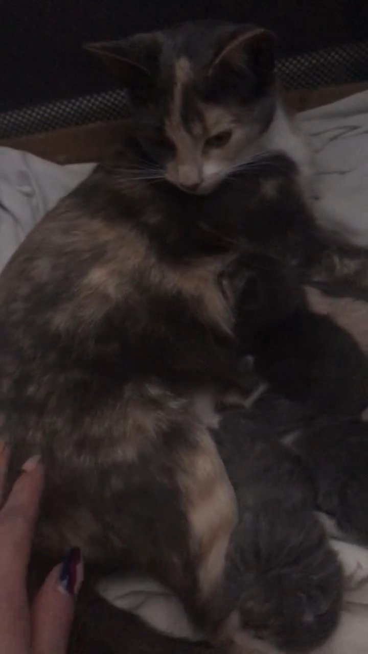 unique grey /peach kittens also 1 peach kitten not ginger