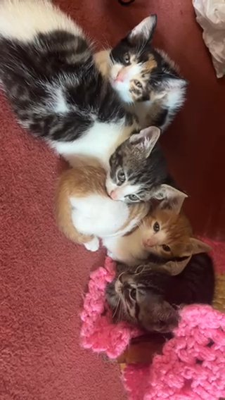 Kitten Urgently Need A Home