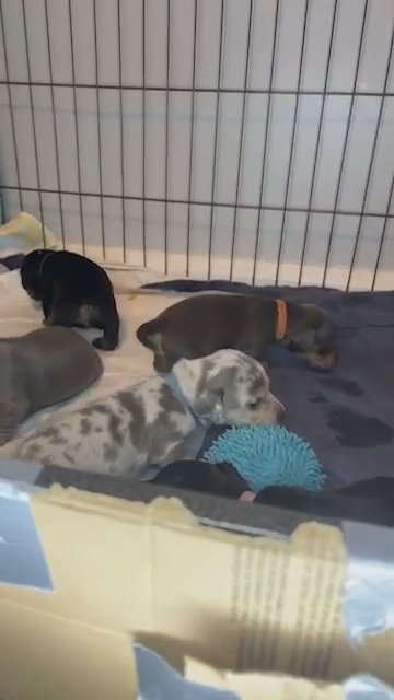Staffy X Dachshund Pups For Sale