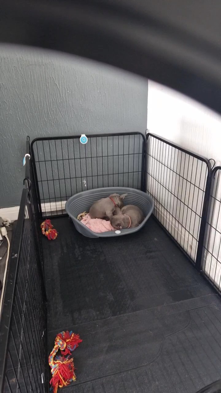 2 pups