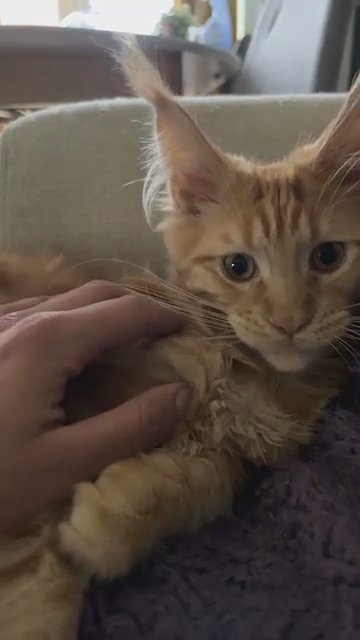 Kitten Boy Maine Coon GCCF DELIVERY AVAILABLE