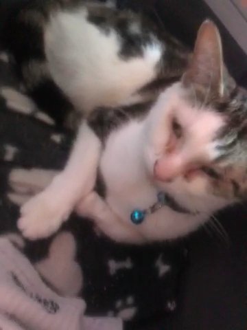 Rehoming a Cat