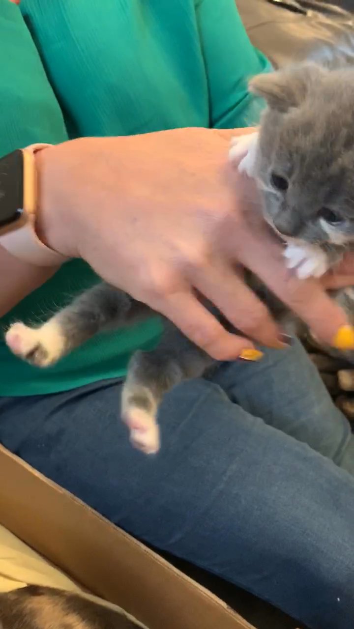 amazing British blue x muted calico kittens