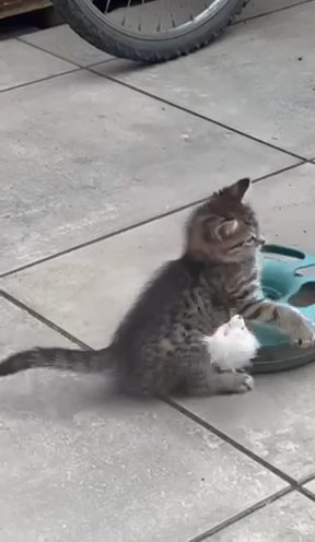 Tabby Female Kitten
