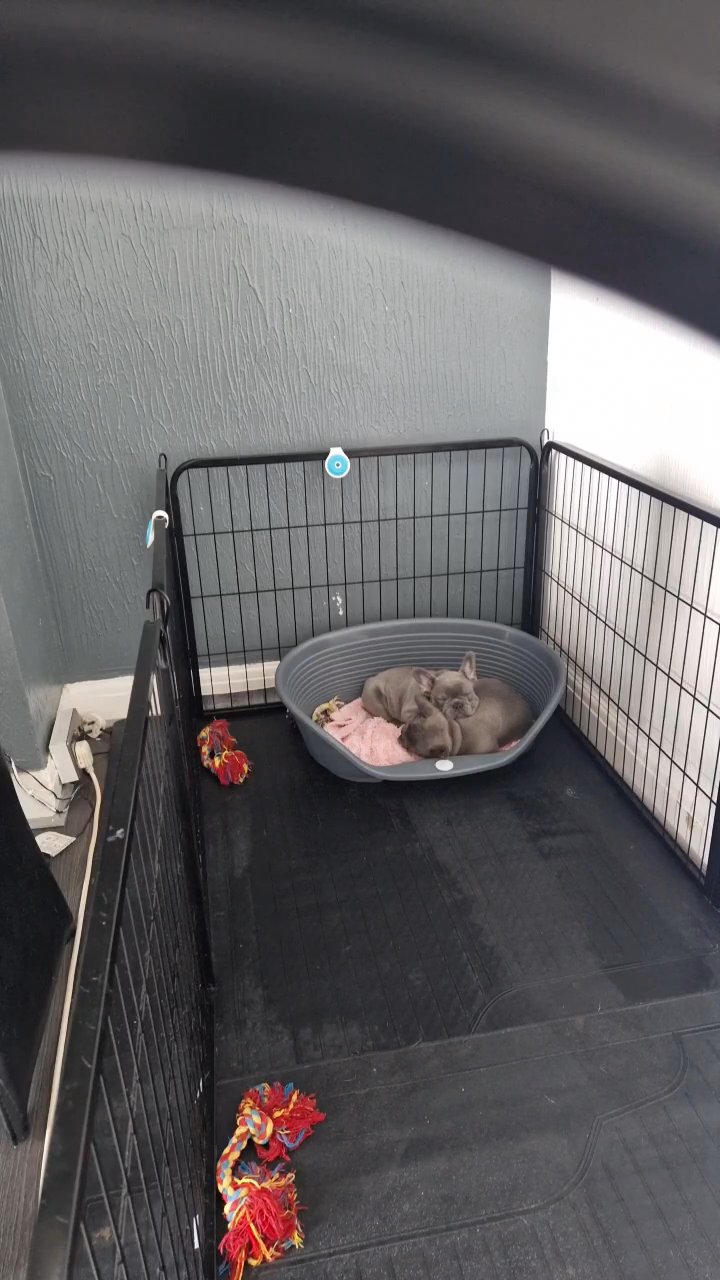 2 pups left