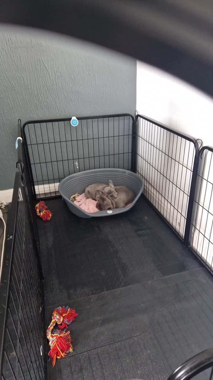 2 pups