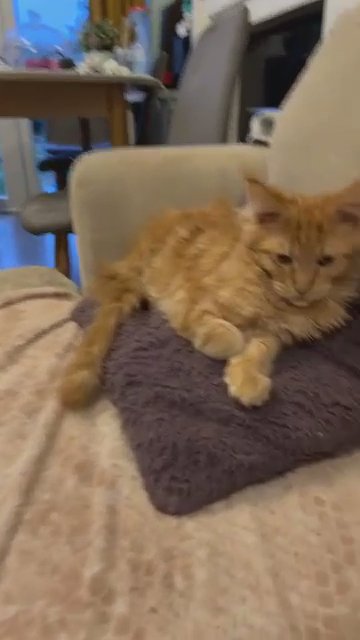 Maine Coons For Sale REGISTERED