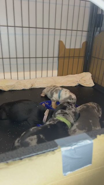 Staffy X Dachshund Pups