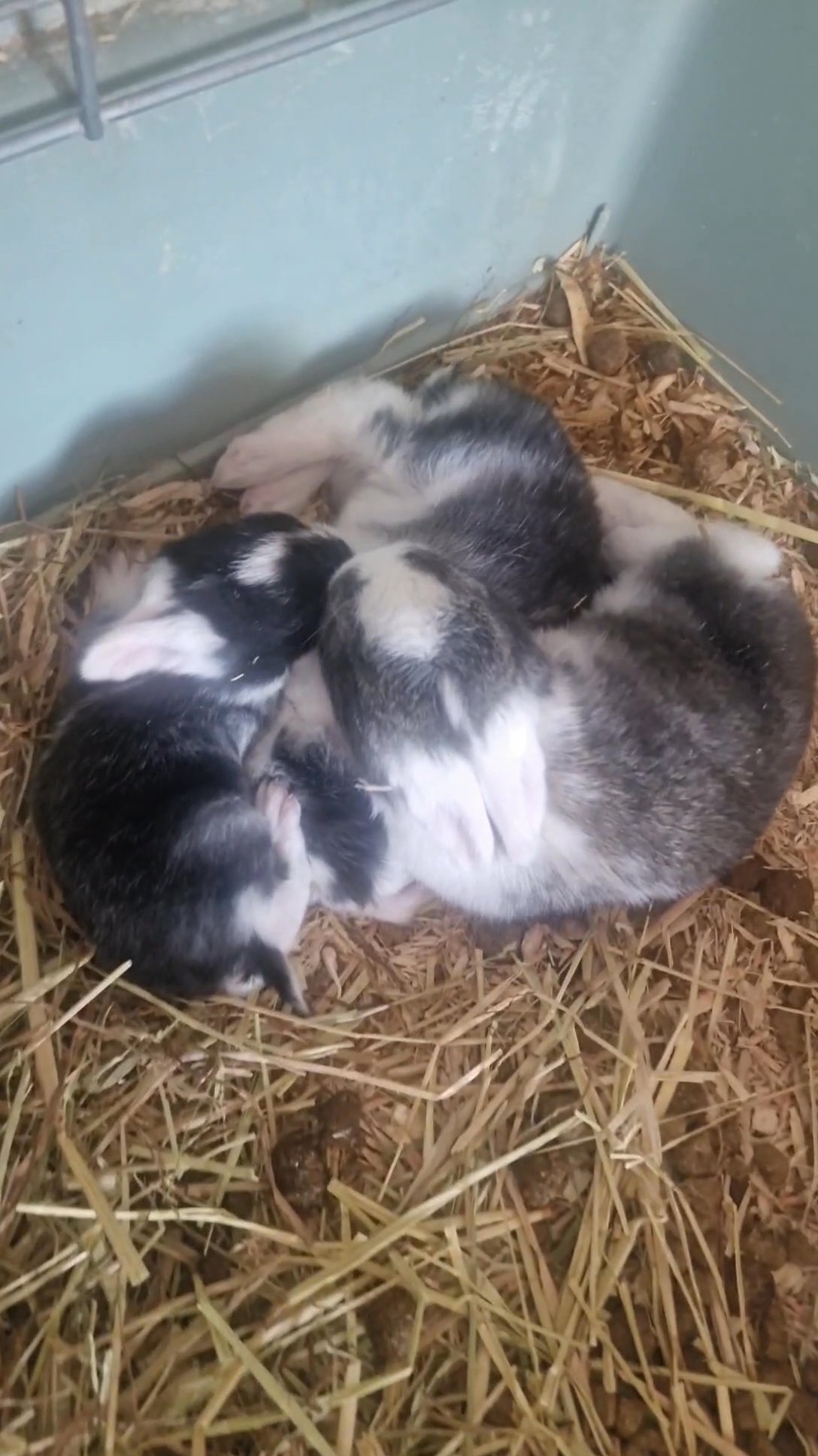 Giant Continental Rabbits