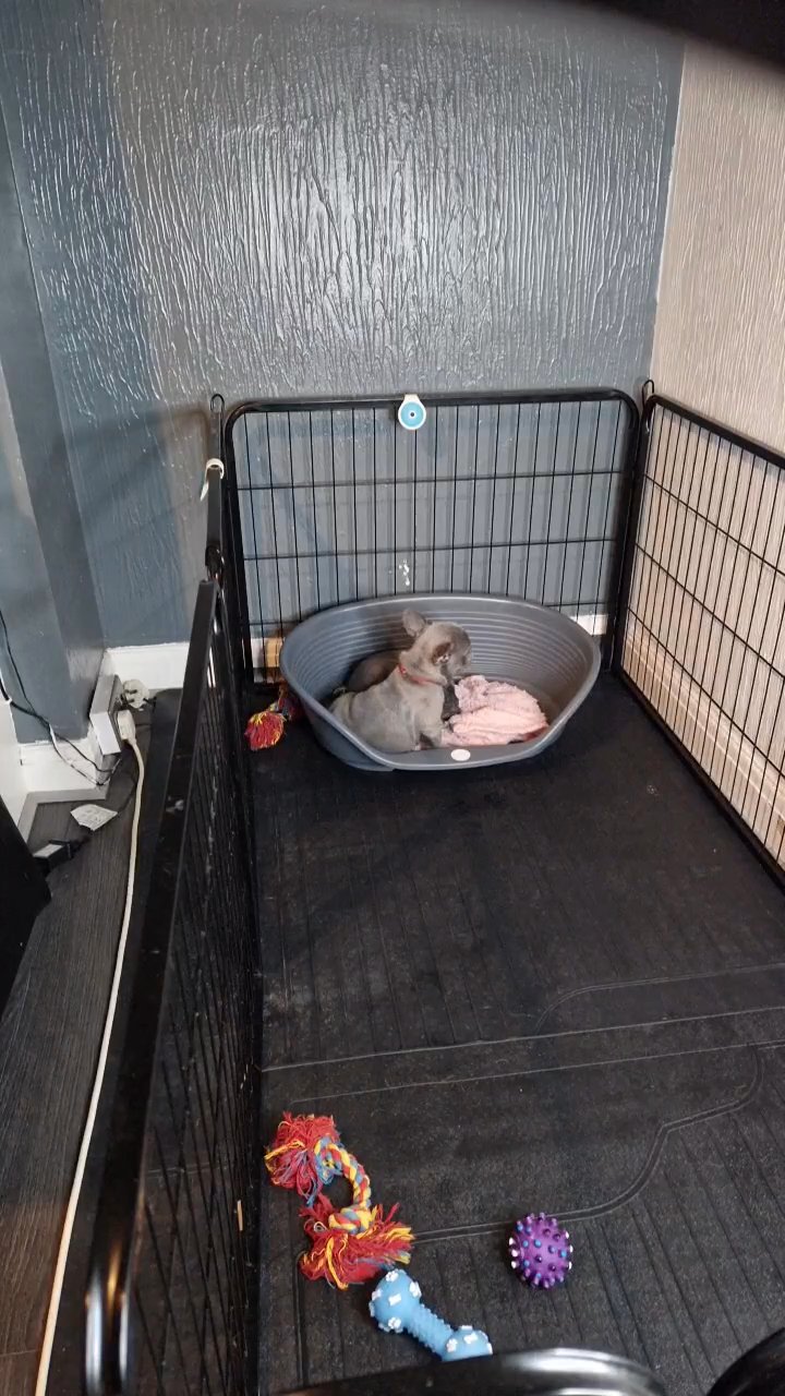 Staffy X Dachshund Pups