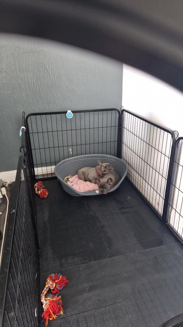 2pups