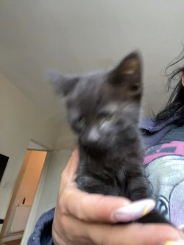 Kitten