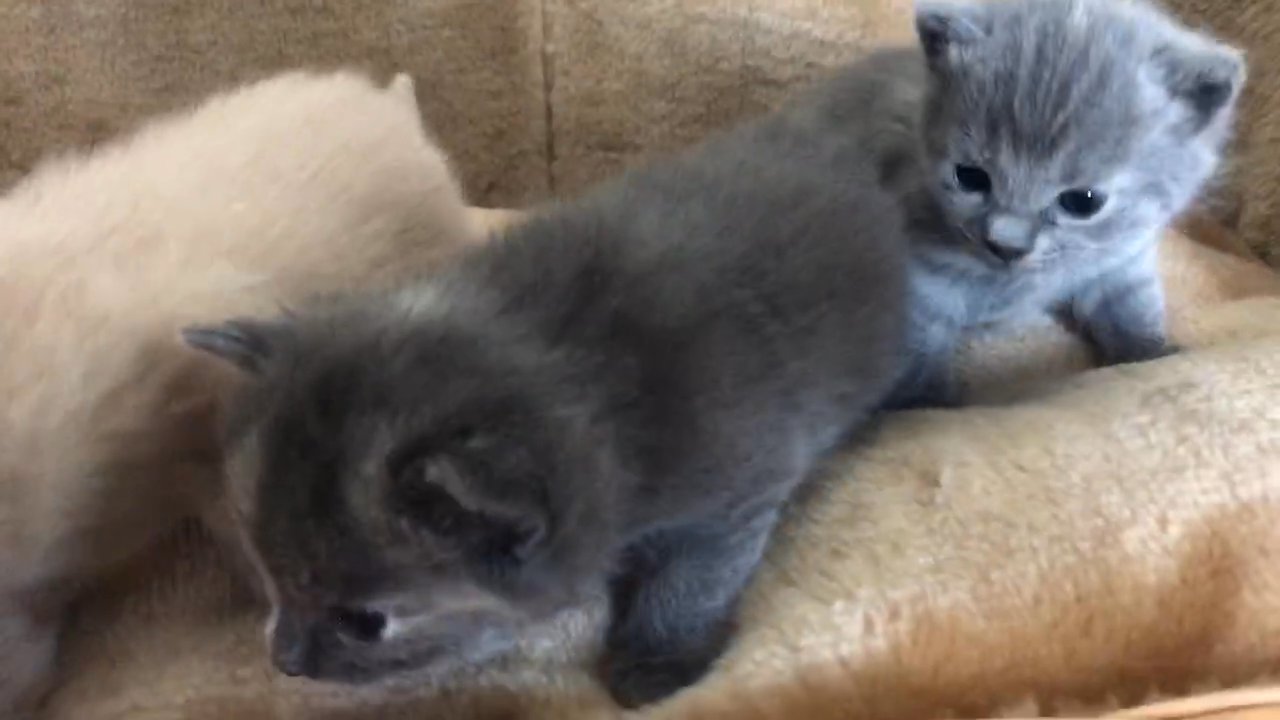 unique British blue x muted calico kittens