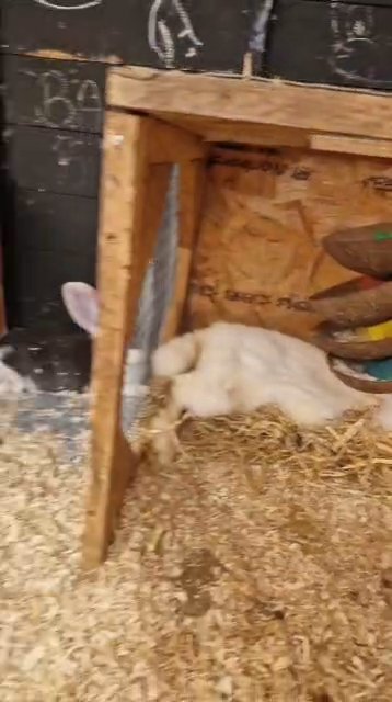 Giant Continental Rabbits