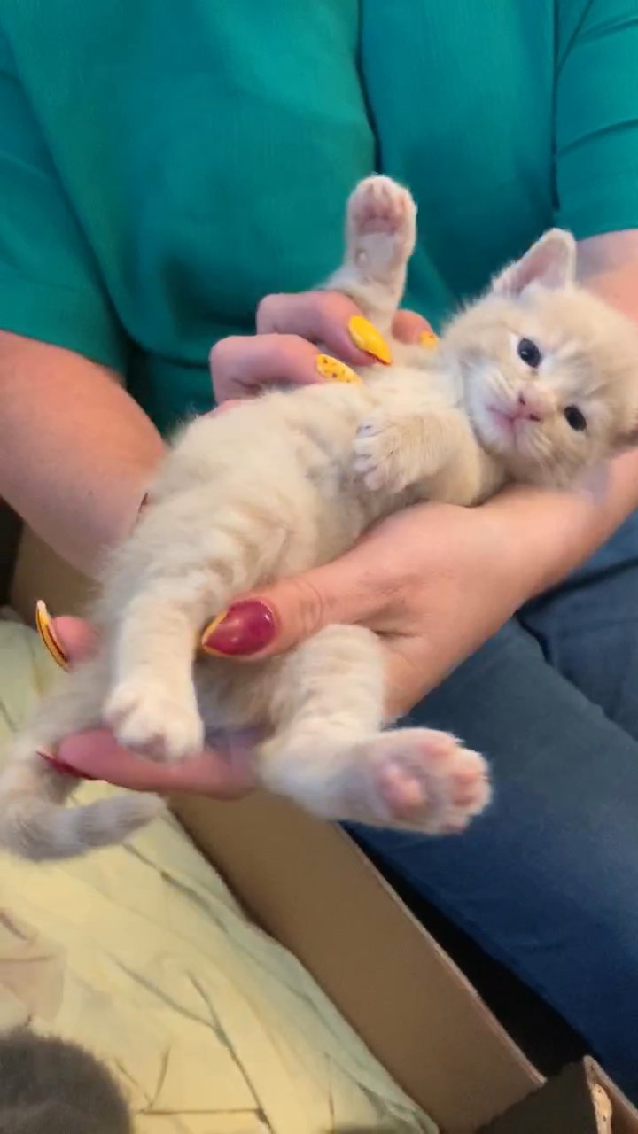 British blue x muted calico kittens very rare colours