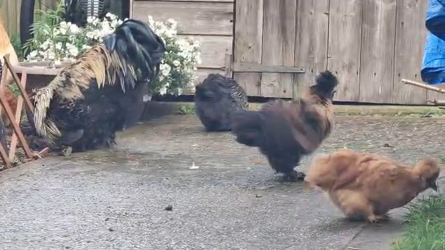 Silkies Chickens Read description in Central Bedfordshire