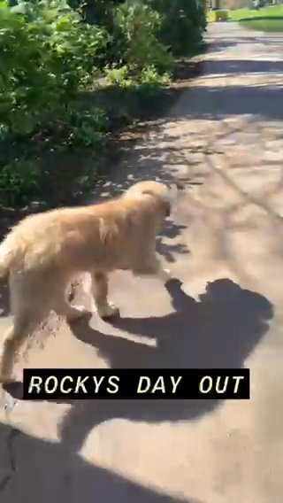 Rockys Day Out